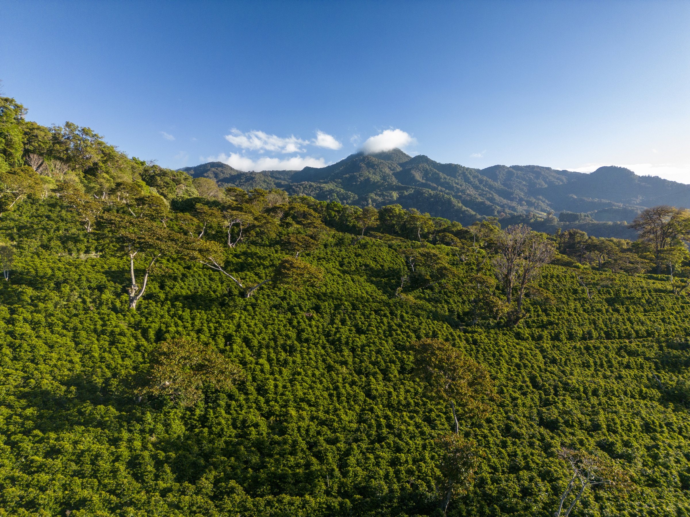 Panama highland coffee rows rising into a mountain ridge beneath a clear blue sky.