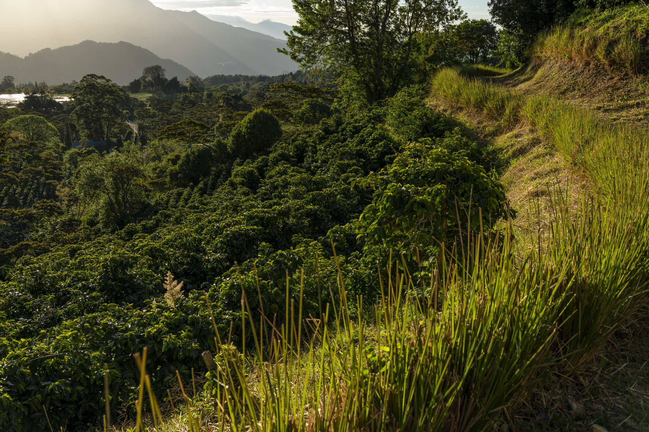 Sunlit Panama highland coffee farm with mountain ridges, trees, and afternoon light.
