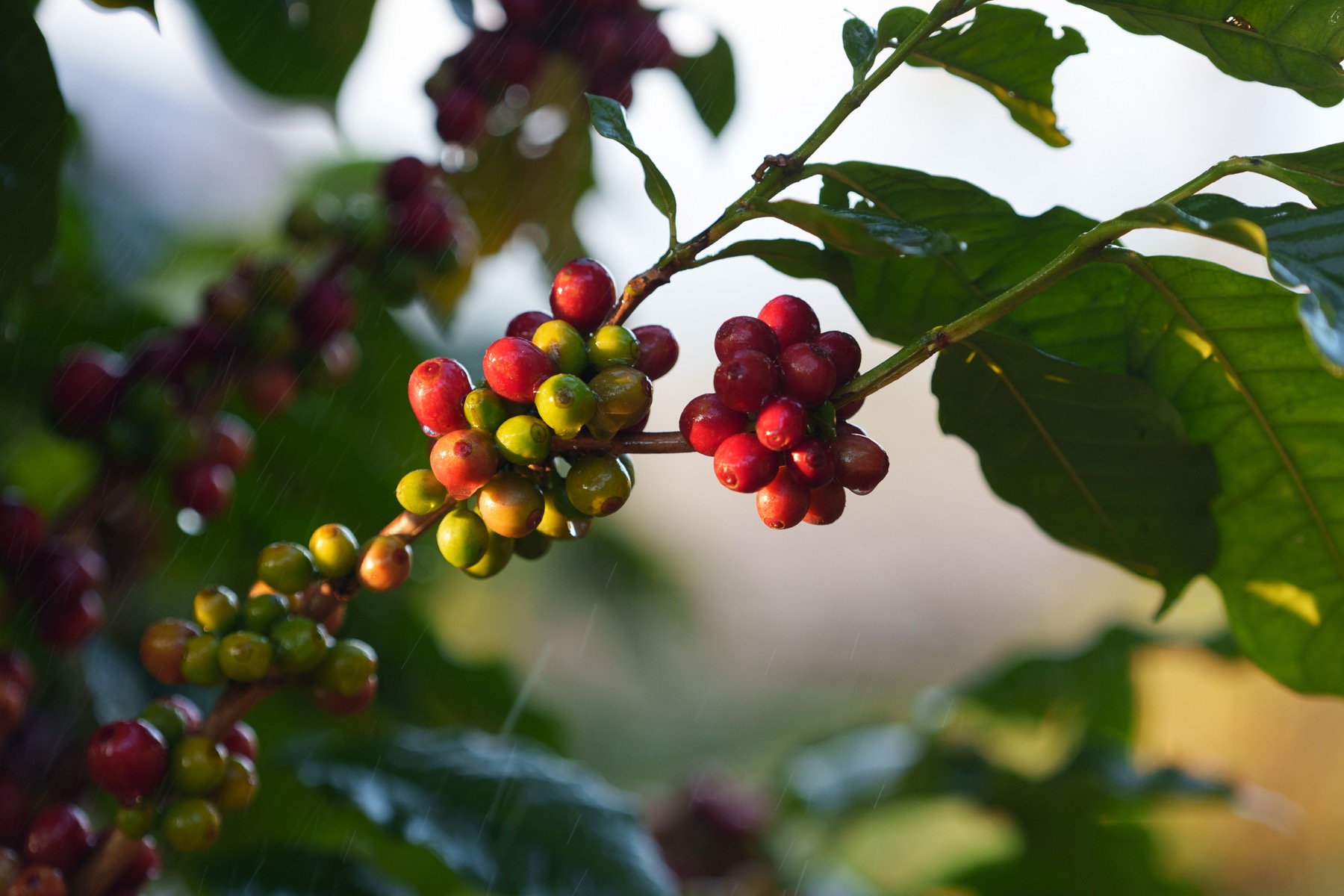 Coffee cherries ripening on a branch in warm highland light.