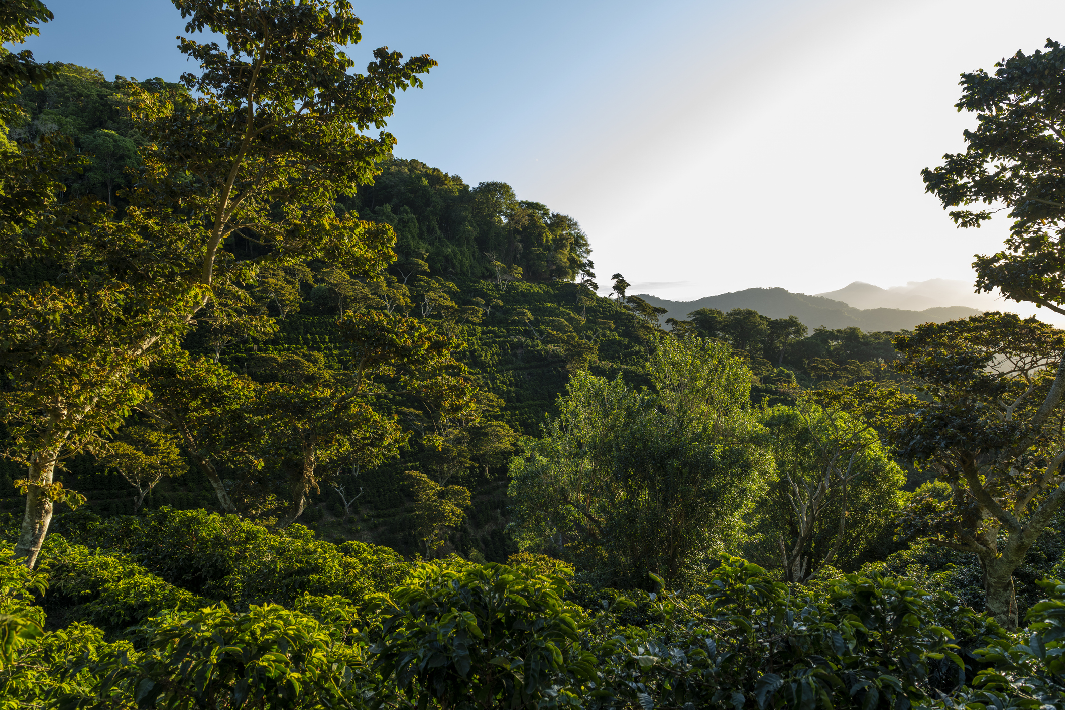 Coffee plants growing across a forested highland slope in warm morning light.
